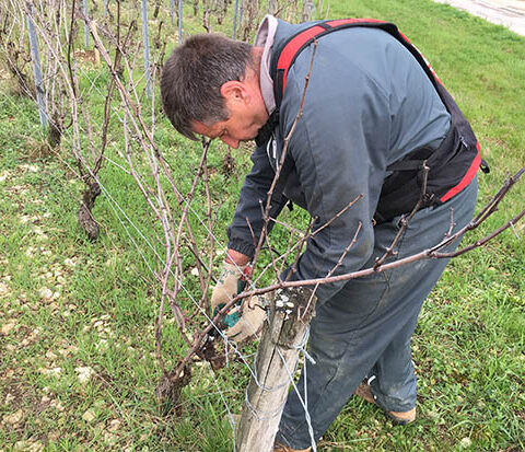 taille-vignes-denis
